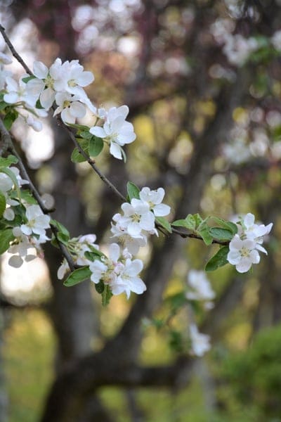 White apple blossoms with soft petals and green leaves bloom on a tree branch against a blurred bokeh background.