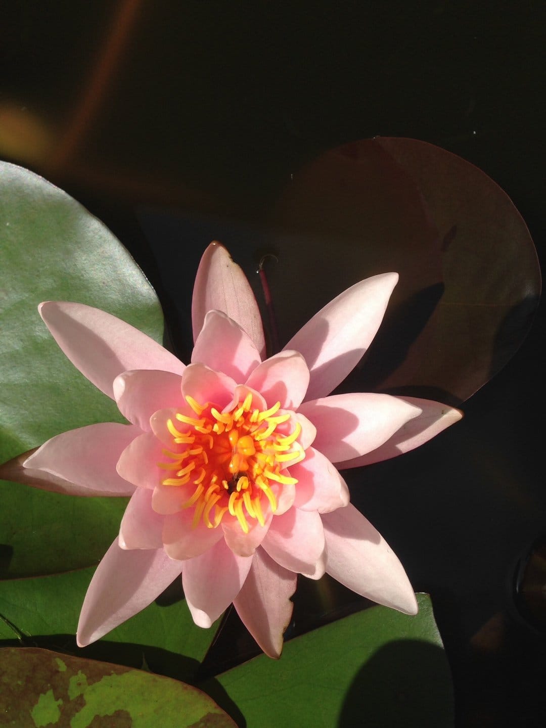 Pink water lily with a yellow center floats on dark water surrounded by circular green lily pads in a pond.