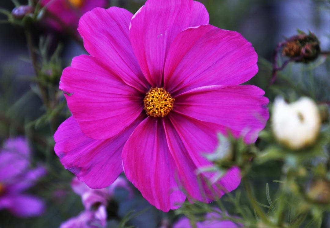 Pink cosmos flower with a textured yellow center blooming in front of a blurred green garden background.