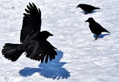 Black crow with wide wings soaring over white snow, casting a sharp silhouette shadow on the frozen terrain.