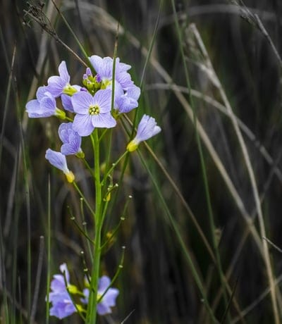 Small purple wildflowers with yellow centers bloom among tall dry grass stalks with a soft bokeh background.