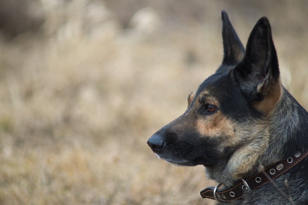 German Shepherd dog with a studded collar looking sideways against a blurred background of dry autumn grass.
