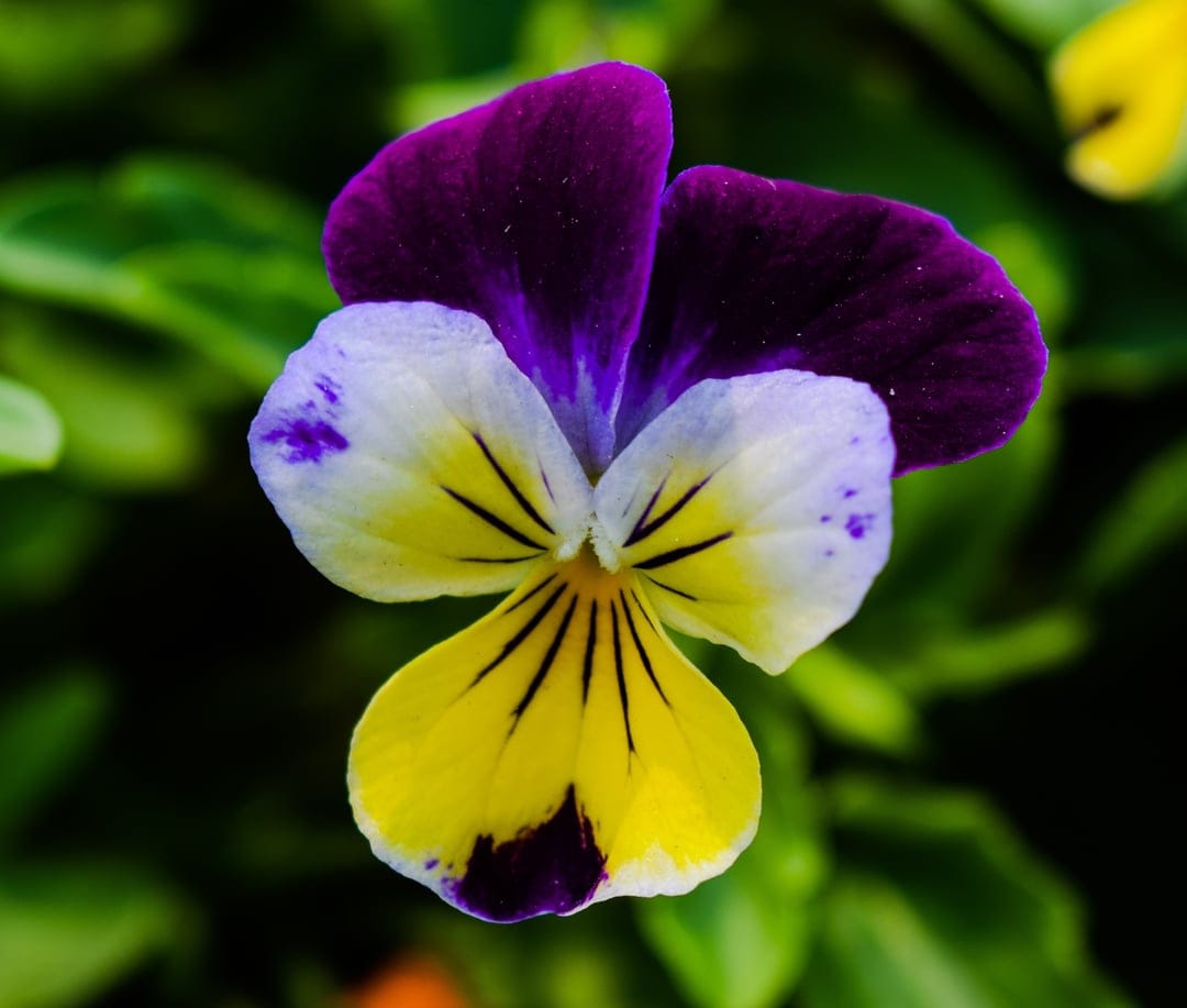 Pansy flower with violet, white, and yellow petals featuring dark radial stripes against a blurred green backdrop.