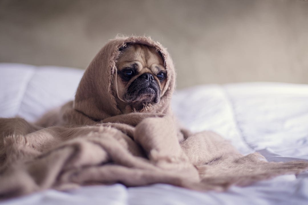 Pug with wrinkled facial features peeks out from a thick tan blanket against a soft bokeh background.