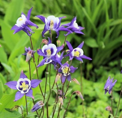 Purple and white columbine flowers with prominent stamens bloom against a soft green blurred garden background.