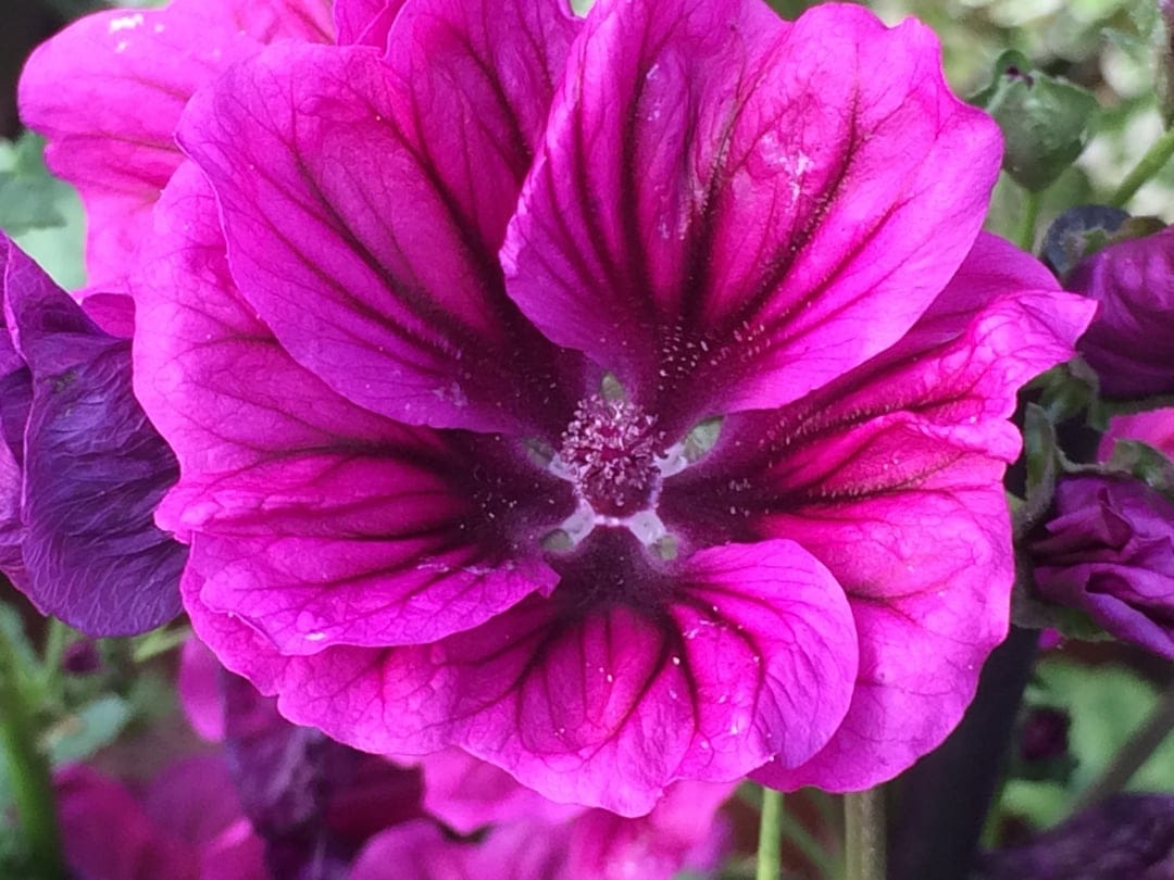 Purple malva flower petals with dark veins and clear water droplets surrounding a detailed central stamen.