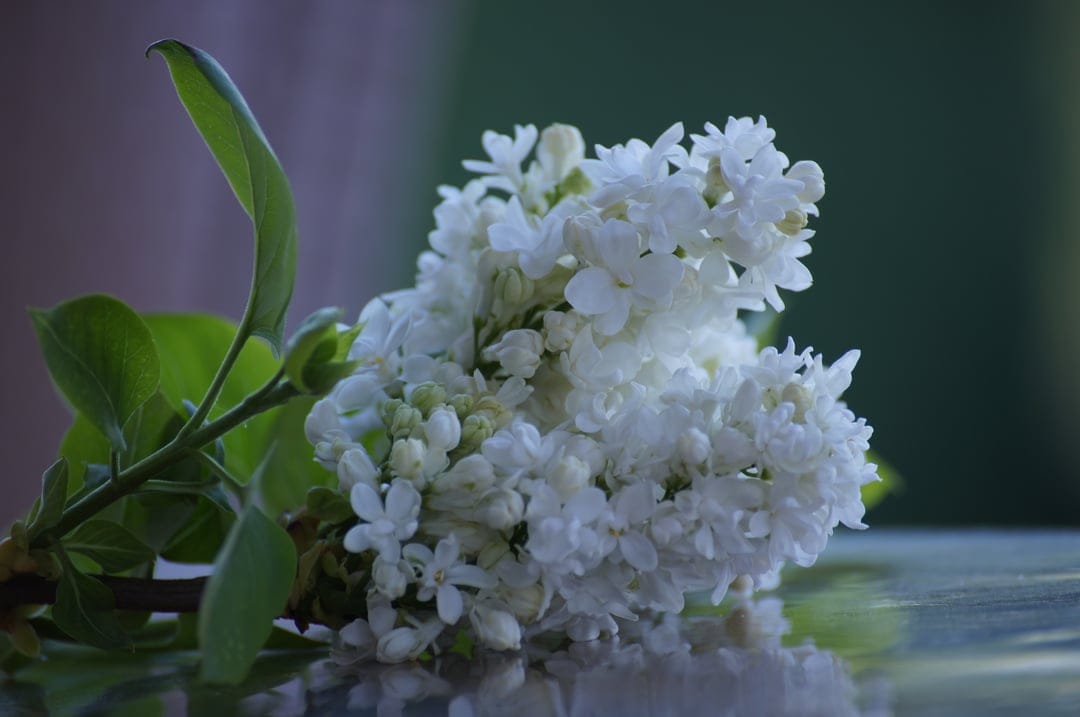 White lilac blossoms and green leaves reflect on a glossy surface against a soft, cream-colored background.