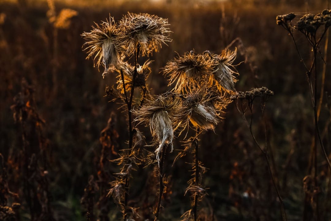 Dried thistle seed heads silhouetted by golden sunset light with a soft-focus autumn field background.