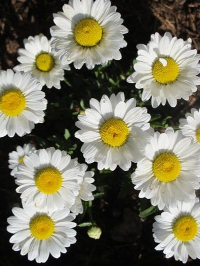 White daisy petals with bright yellow centers bloom against a dark background in a high-detail macro photograph.