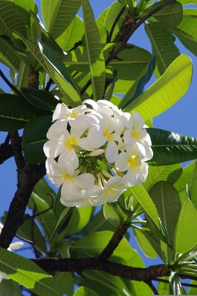 White plumeria flowers with yellow centers bloom on branches against green leaves and a bright blue sky background.