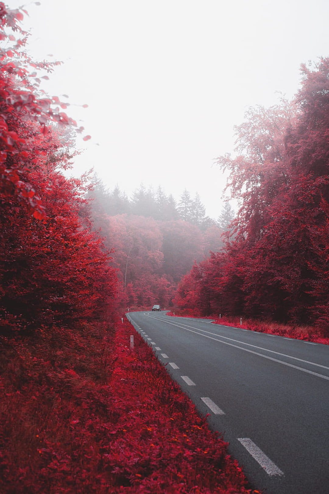 Winding road curves through a dense forest of vivid red leaves shrouded in a thick layer of white mountain fog.