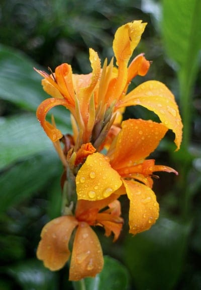 Orange Canna Lily petals covered in glistening water droplets against a soft green blurred botanical background.