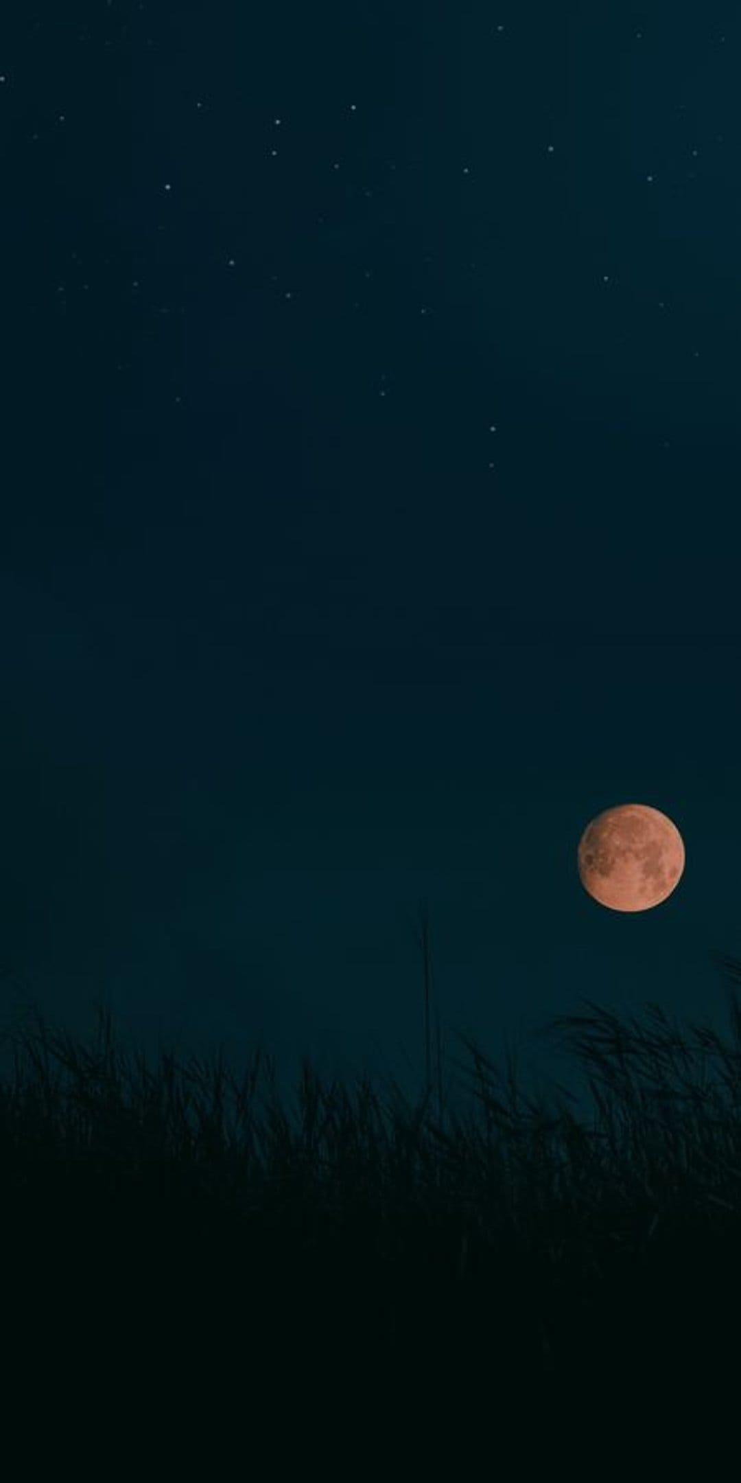 Large orange moon glows behind dark silhouettes of swaying grass blades against a starry twilight night sky.