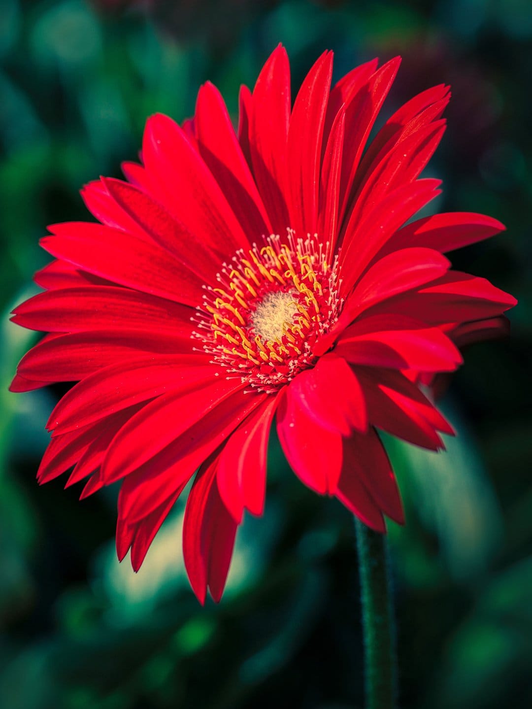 Red Gerbera daisy petals surround a yellow stamen-filled center against a dark green blurred foliage background.