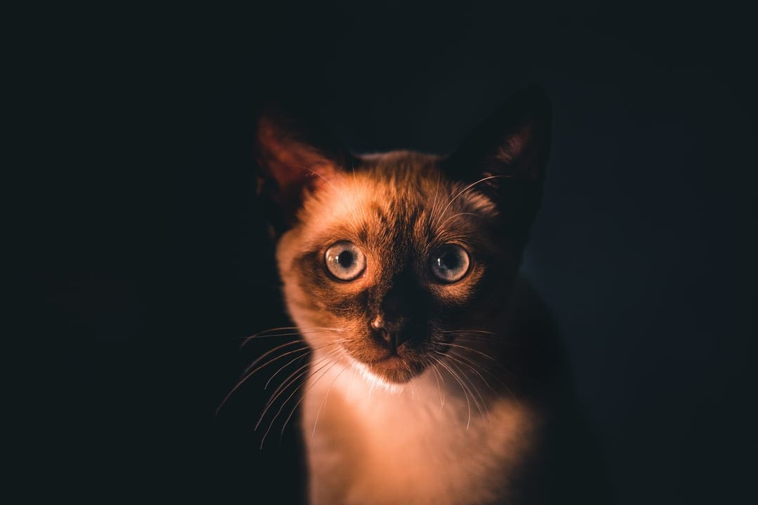 Siamese cat with bright blue eyes and dark brown facial markings stares forward under warm dramatic lighting.