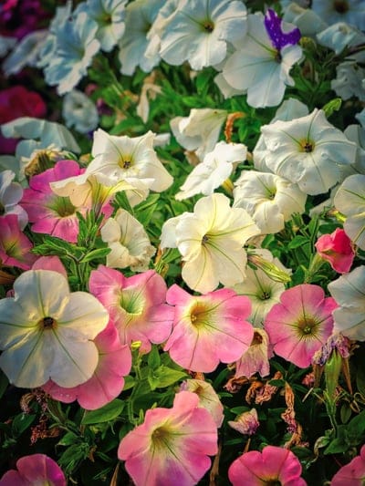 Pink and purple petunias bloom closely together among green leaves in a vertical overhead floral arrangement.