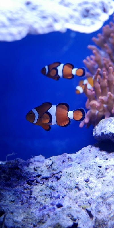 Clownfish, marine life, underwater, coral reef, ocean, tropical fish, aquatic, vibrant, blue water, sea life, beautiful, Nemo, natural habitat, colorful, fish, anemone, reef, nature, exotic, bright