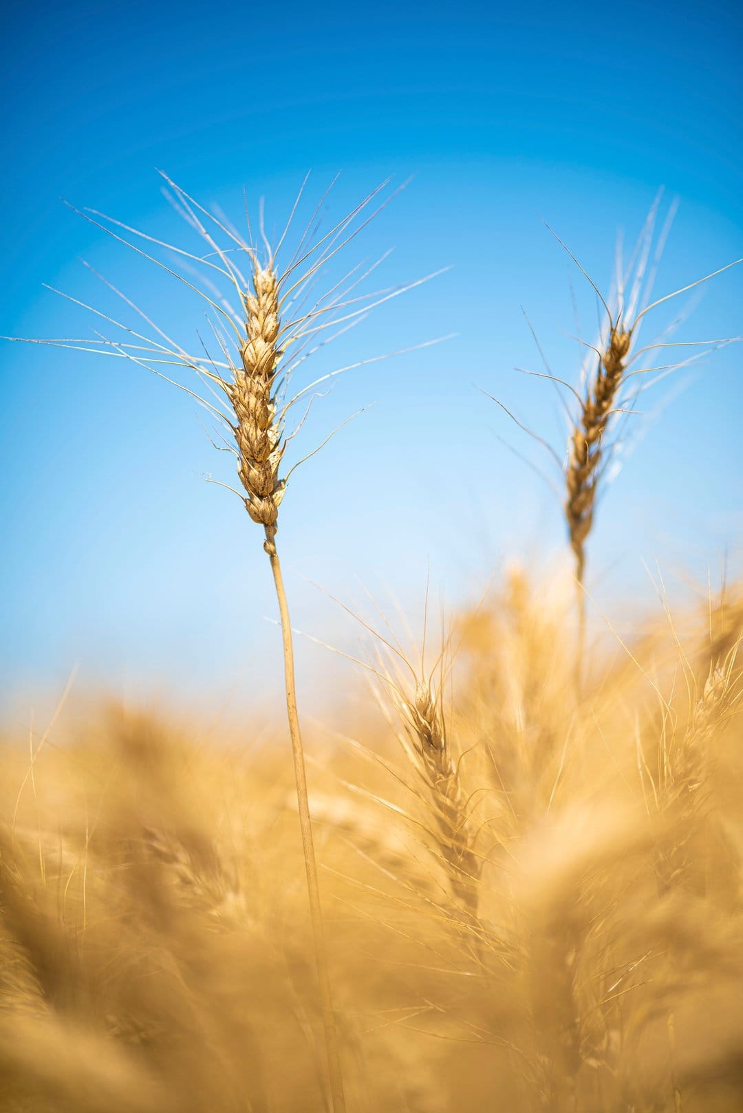 Golden wheat stalks with detailed grain heads stand prominently against a solid, vibrant blue sky in daylight.