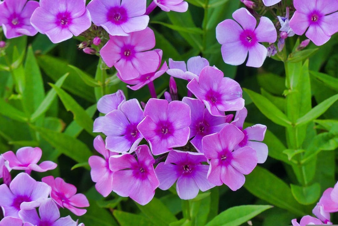 Cluster of pink phlox blossoms featuring dark magenta centers against a soft-focus green foliage background.
