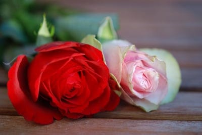 Red and pink roses rest on a rustic wooden plank with green leaves and a creamy blurred background bokeh effect.