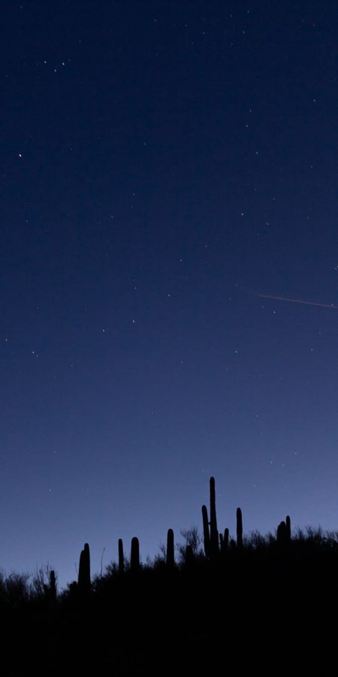 Saguaro cactus silhouettes rise against a dark indigo night sky filled with tiny twinkling white stars.