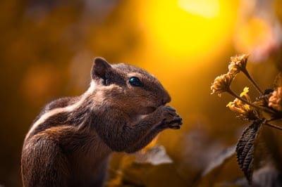 squirrel,rodent,free wallpaper,eating,desktop backgrounds,free background,wildlife,forest,wallpaper hd,wilderness,nature background,nature,nature wallpaper,beautiful wallpaper,windows wallpaper,cool backgrounds,animal,mac wallpaper,animal world,cute