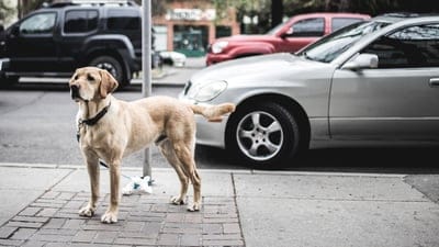 Dog,Dog wallpaper,Dog background,animal,iPhone wallpaper