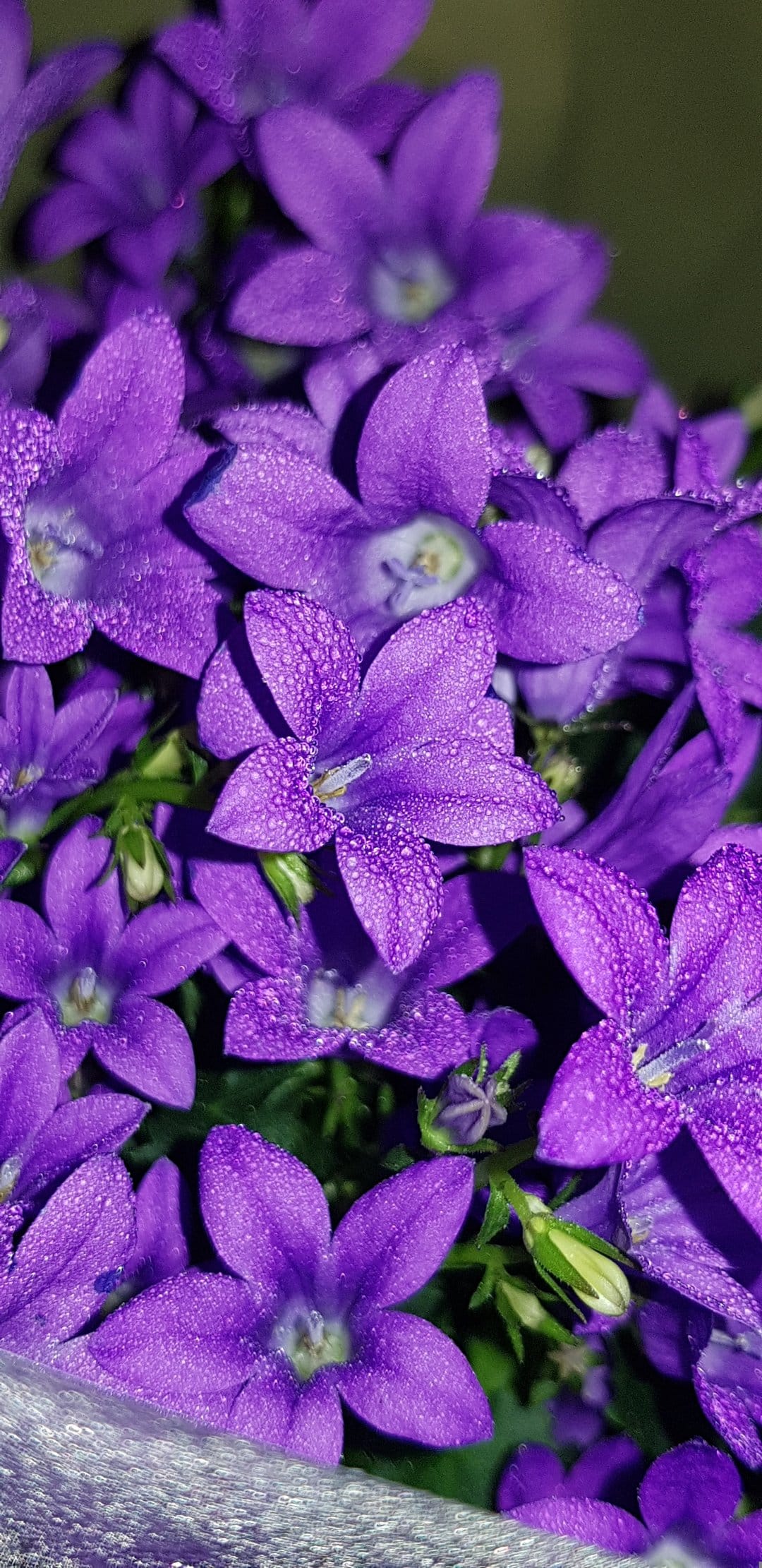 Purple campanula flowers with translucent water droplets on violet petals against a blurred green background.