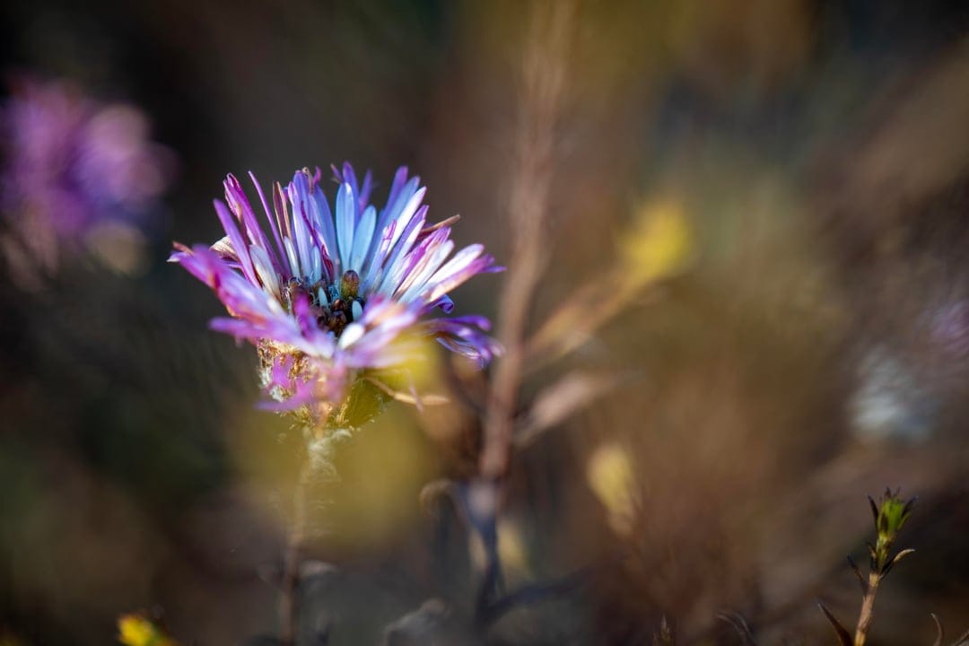 Aster flower with purple and blue petals in sharp focus against a blurred yellow and brown bokeh background.