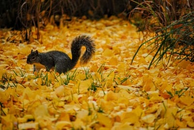 Squirrel,Squirrel background,animal wallpaper,wildlife wallpaper,Squirrel wallpaper