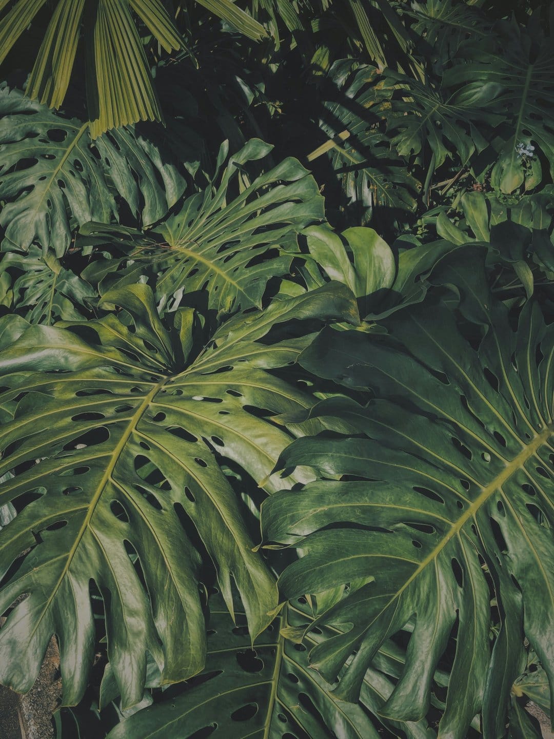 Monstera deliciosa leaves with distinct circular fenestrations and dark green ridges in a dense jungle setting.