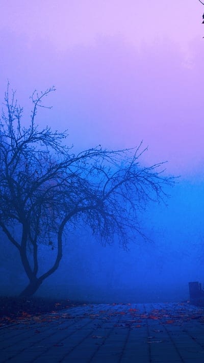 Tree, fog, nature, landscape, peaceful, serene, tranquil, beautiful, outdoor, blue, purple, mystical, moody, atmospheric, bare branches, silence, ethereal, tranquil scene, mysterious, twilight