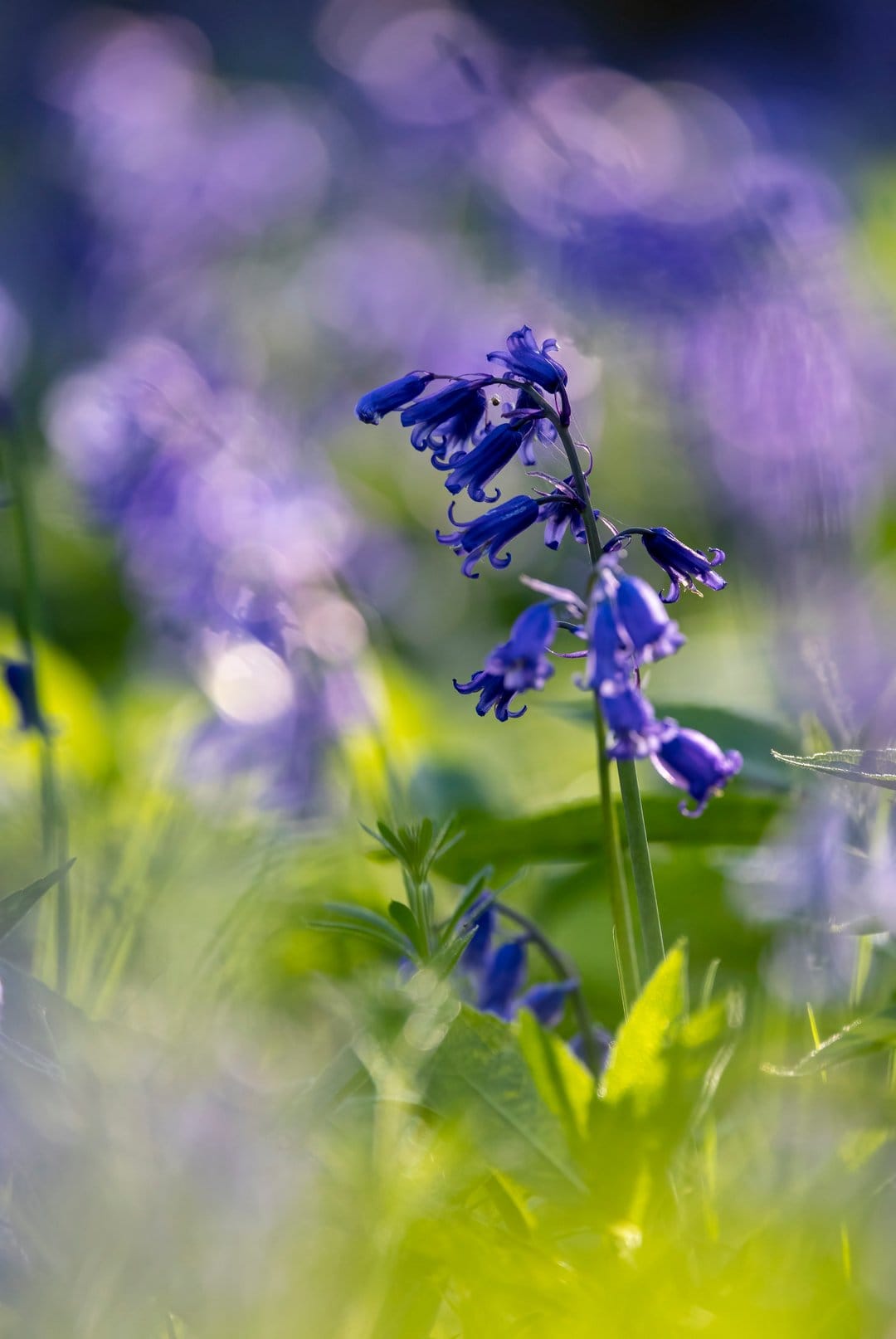 Bluebell flowers bloom in a meadow with soft purple bokeh circles and a blurred green forest background.