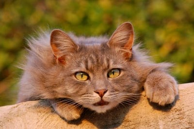 grey cat,grey cat  wallpaper,grey cat background,cat,animal