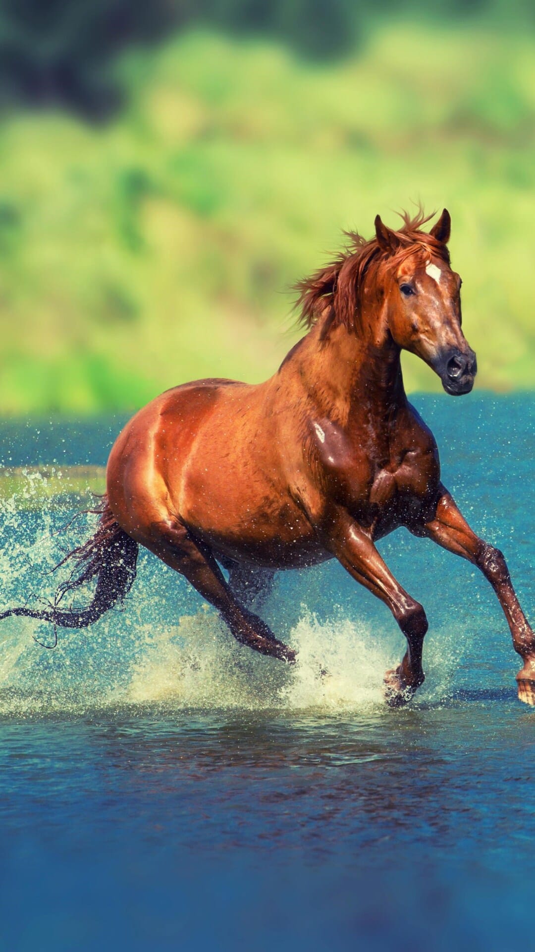 Chestnut horse galloping through blue water with white splashes and a blurred green forest in the background.