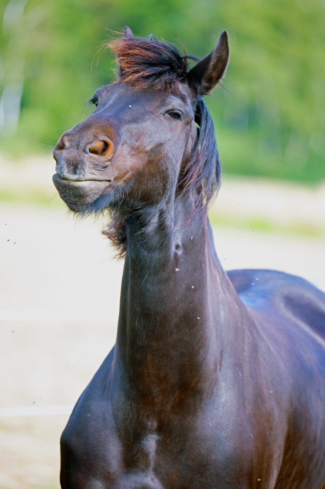 Brown horse with a goofy open-mouthed expression and messy mane against a soft green and tan blurred background.