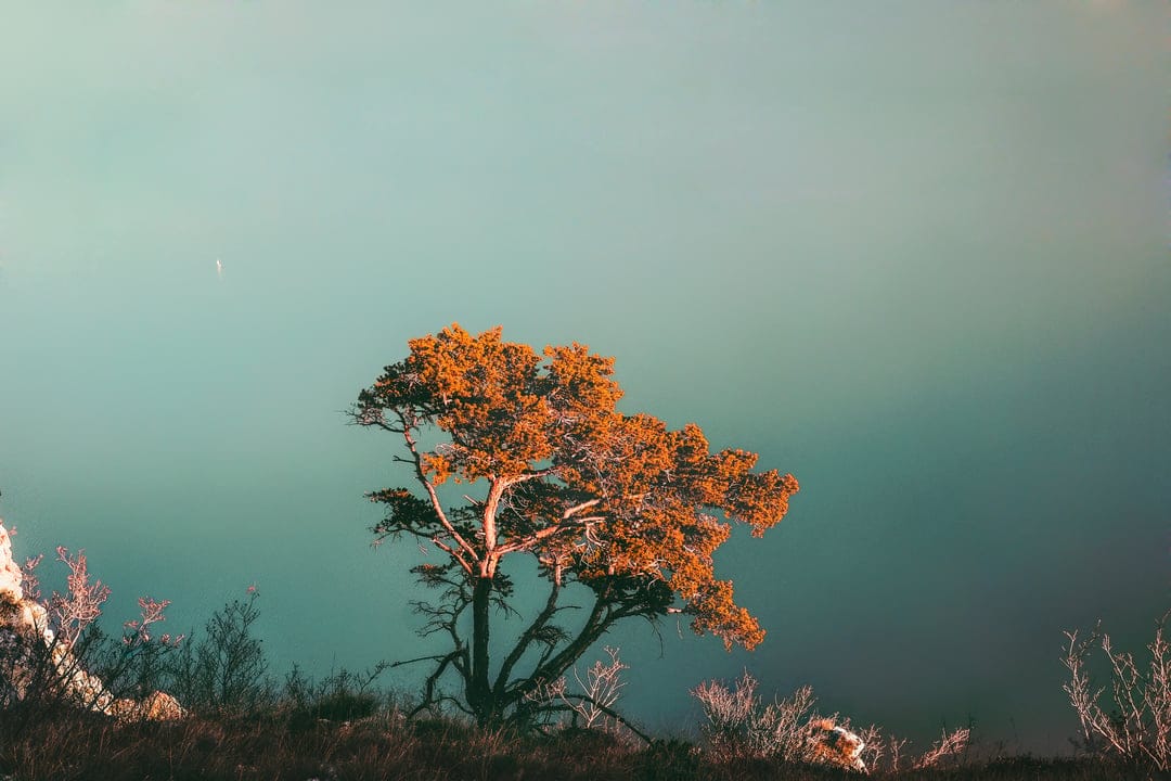 Lone tree with bare branches stands on a ridge against a teal sky and orange sunset light during golden hour.