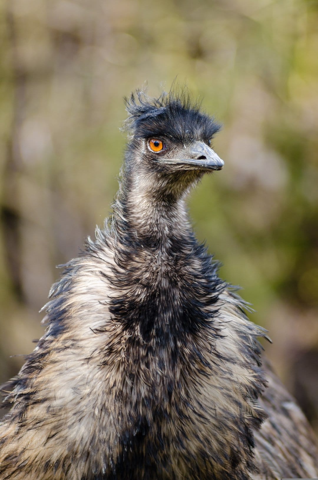 Emu bird with a sharp orange eye and shaggy dark feathers against a blurred green and brown natural background.