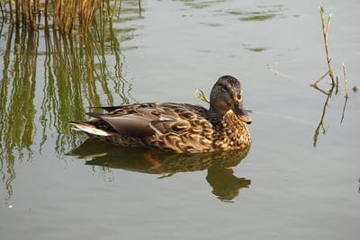 Brown duck floats on glass-like water with a crisp reflection near tall reeds for a peaceful mobile wallpaper.