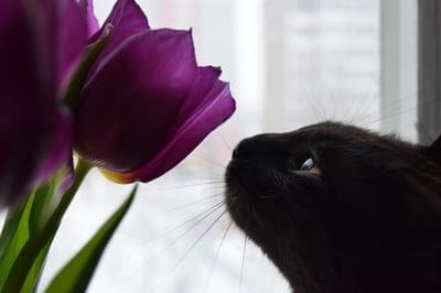 Black cat with white whiskers sniffs a purple tulip blossom against a soft bokeh window background in close-up.