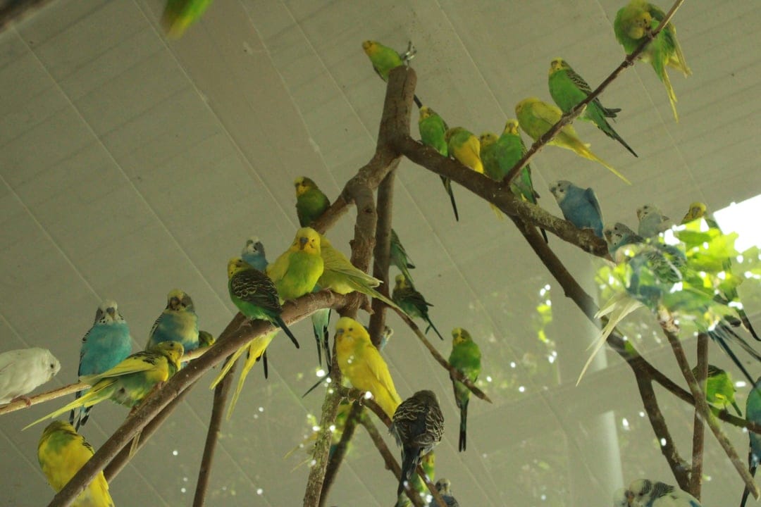 Green, blue, and yellow budgies perching on thin tree branches with detailed feathers and soft focus depth.