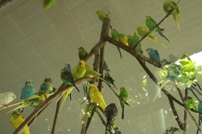 Parrot wallpaper,Parrot,Parrot desktop wallpaper,bird wallpaper,bird