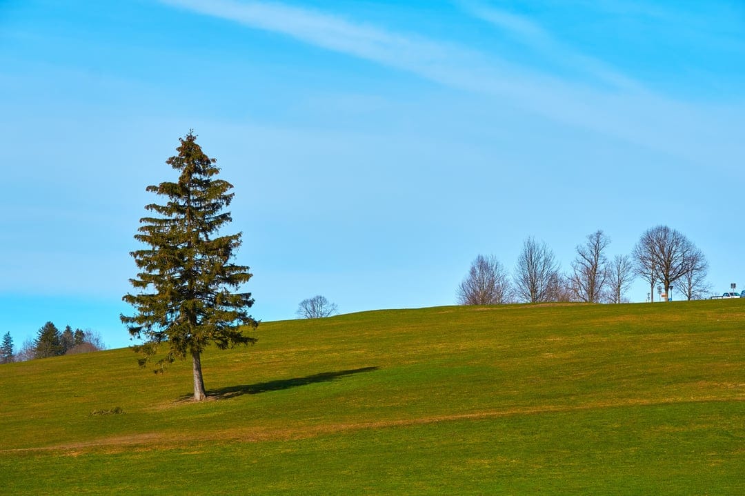 Lone fir tree casting a long shadow on a grassy green hill beneath a vast bright blue sky during a sunny day.