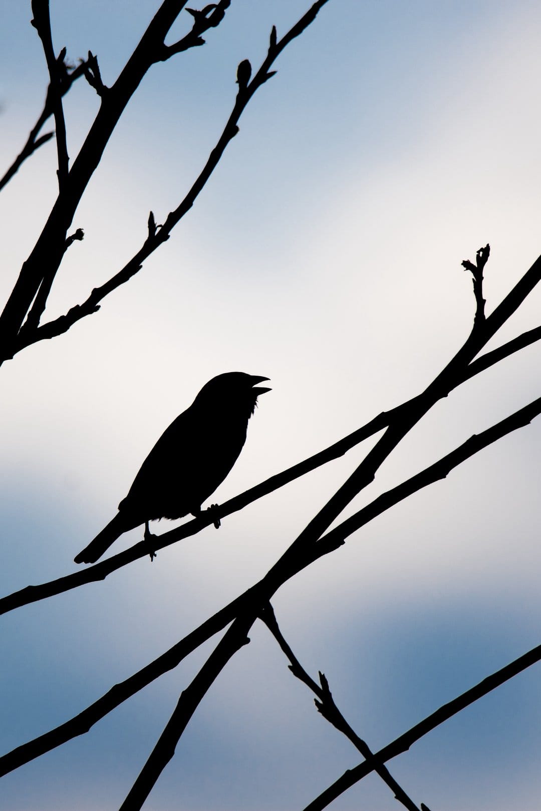 Small bird with an open beak perches on dark tree branches against a soft blue and white cloudy sky.