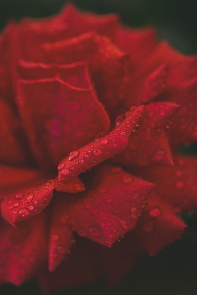 Red rose petals with spherical dewdrops scattered across a velvety surface in a soft macro close-up view.
