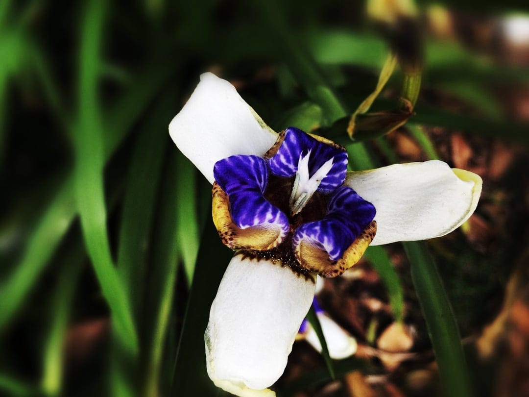 White African Iris flower with distinct blue markings and yellow centers against a soft green garden background.