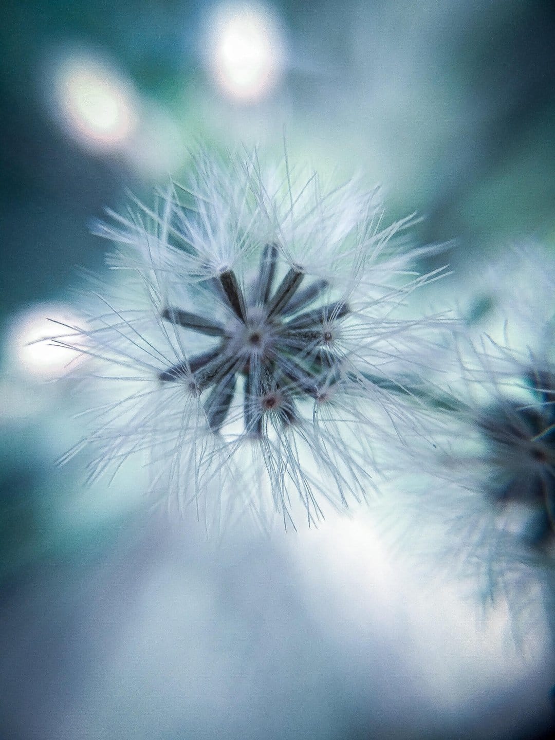 Dandelion seed head with white filaments radiating against a blurred teal background with glowing bokeh circles.
