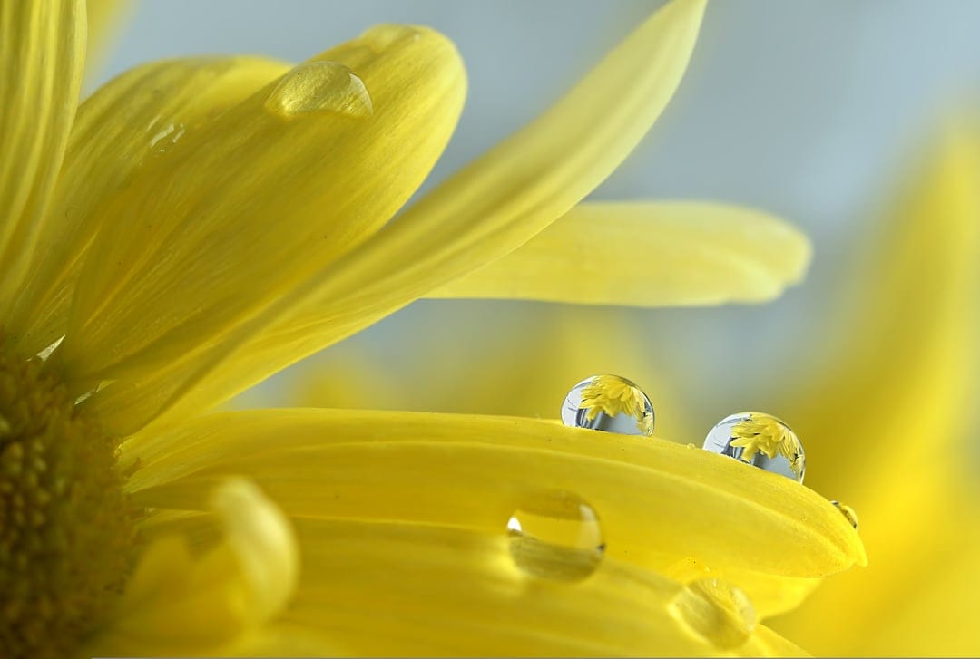 Yellow flower petals covered in tiny clear water droplets with a soft green blurred background in macro detail.