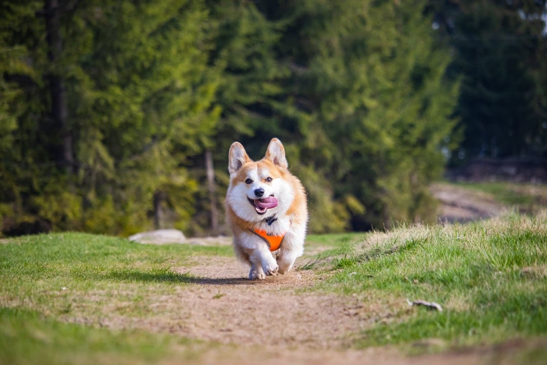 Pembroke Welsh Corgi with an orange harness runs on a dirt path through a sunny green forest with its tongue out.