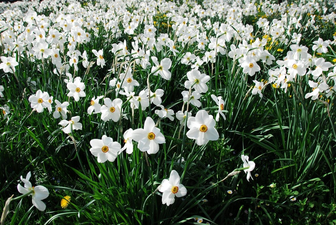 White daffodils with bright yellow centers bloom densely in a green meadow with soft focus background.